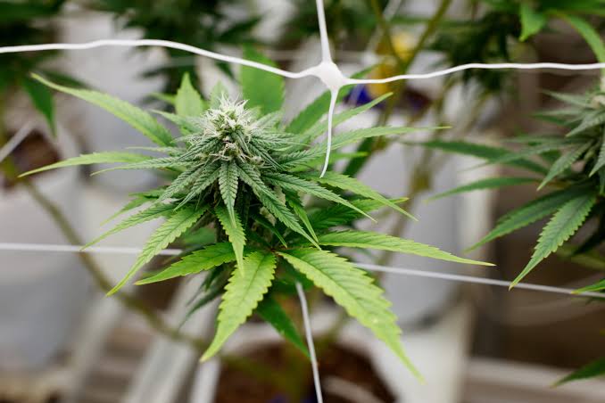 Sativa